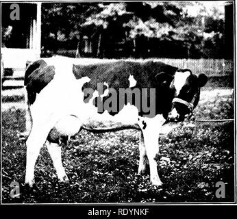 . Nos animaux domestiques, leurs habitudes, l'intelligence et l'utilité ; tr. de l'anglais du SMO. De Voogt, par Katharine P. Wormeley ;. Animaux domestiques. MiLKix(je vaches IX France IV. Races de bovins, il y a un grand nombre de races de bétail dans différentes parties du monde, un si grand nombre que nous pouvons mentionner que quelques-uns ici,- les plus importants qui contribuent principalement à notre propre stock de bétail et qui composent les millions de troupeaux disséminés sur toute notre terre, sur la colline et la rivière, sur montagne et plaine, sur les bonnes terres et les pauvres. Le bétail néerlandais, qui forment avec ceux de frites- terre et les rives o Banque D'Images