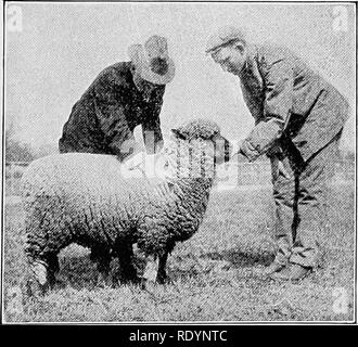 . À en juger les animaux de ferme . Le bétail. Fig. 211.-"sentir avec la main droite le long du centre de l'arrière, de plus de l'épaule à la racine de la queue." l'avant du mouton, par l'épaule gauche, et saisit le cou de sa main droite, et sent son épaisseur et l'attachement au corps et la tête. Puis les deux mains, il appuie sur chaque côté du cou, à l'aide de son doigt-trucs à sentir l'union du cou avec les épaules. Ayant fait cela, la main gauche peut être faible à la poitrine, où la largeur ici peut être déterminée. Tandis que la main gauche est ici, le droit peut être placé sur le Banque D'Images