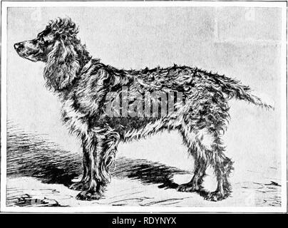 . Le nouveau livre du chien ; une histoire naturelle de la les chiens et leurs parents à l'étranger, avec des chapitres sur le droit, la reproduction, l'élevage, de gestion et de traitement vétérinaire. Les chiens. M. DUQUESNE, UN PONT-AUDEMER SPANIEL DE MUSOTTE. Jeune GRIFFON DE BRESSE. À PARTIR DE L'PAINTlhJO BV ROSA BONHEUR DANS LE WALLACE CO-LEOT(sur commun. C'est un excellent chien d'eau, et est^•aluable ]n dans le tournage de canards et autres oiseaux aquatiques dans les marais. L'Épagneul français est un animal de la taille d'iine-, l'un des meilleurs et plus vif des chiens de travail gauche en France. Comme le vieux Braque, il a une longue histoire. Il n'est p Banque D'Images