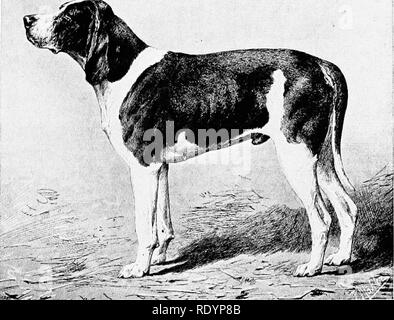 . Le nouveau livre du chien ; une histoire naturelle de la les chiens et leurs parents à l'étranger, avec des chapitres sur le droit, la reproduction, l'élevage, de gestion et de traitement vétérinaire. Les chiens. Star Wars Galaxies GRIFFON NIVERNAIS-pistolet. Propriété de M. COSTE, LACAUCHE. velouté, l'intérieur du pliage. Le corps est long et lourd, large et musclée, le cou court et très dewlapped en proportion. Son pelage court est rude, en couleur généralement blanc avec un grand brun, noir ou gris foncé ; c'est à l'occasion des patchs tricolor avec une selle grizzle. La hauteur est souvent 29 pouces, et le poids de 78 lb. Un plus grand Banque D'Images