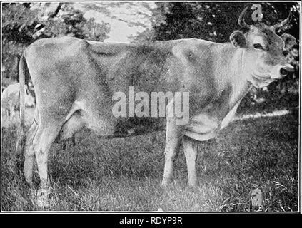 . À en juger les animaux de ferme . Le bétail. 302 ANIMAUX DE FERME, en forme de jugement le quartier avant d'être courte et de l'inclinaison marquée jusqu'- ward. Souvent le quartier avant apparaît nettement au-dessus de la vitre de custode. Des expériences ont montré que l'arrière-train de rendement généralement beaucoup plus de lait que les quartiers avant, et que le plus long et plus pleinement ces derniers sont mis au point le plus près l'approche de l'ancien dans la production de lait. En d'autres termes, la capacité productive de la mamelle est accrue par l'extension du quartier avant. Cela a été, en un sens, reconnu par certains barèmes de points. L'. Fig. 168.-" Banque D'Images