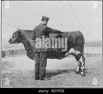 . À en juger les animaux de ferme . Le bétail. Fig. 136.-^« - arrière de l'animal de la viande bovine doit être large et niveau." l'arrière, ne sont pas plus de chair si profondément ou facilement que plus le rester- der de l'arrière. La longe est le mus- culière partie de dos qui se trouve juste en face de l'liips. Il doit être large et épais, et donner des preuves de l'abondance de la force. Toute dépression ici n'est pas souhaitable, indiquant la faiblesse physique, kid- neys étant situé directement au-dessous de la longe. Une très légère à travers le passage de longe, de sorte que pas la moindre la dépression sera possible juste en face d'une ligne entre la Banque D'Images