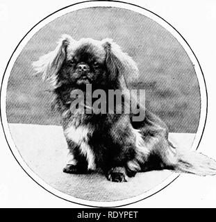 . Le nouveau livre du chien ; une histoire naturelle de la les chiens et leurs parents à l'étranger, avec des chapitres sur le droit, la reproduction, l'élevage, de gestion et de traitement vétérinaire. Les chiens. Le pékinois. 447 la pénalisation de ce que, dans d'autres races, deux ou trois reprises, une dame céleste, est connu comme un " Dudley " nez, mais sur ce qui a été donné plus d'attention qu'il doit y avoir un point de difficulté lors de salons ; elle estime nécessaire, venger elle-même dans le pékinois la couleur du nez varie en dévorant sa propre famille des chiots ! D'une manière remarquable, en particulier en t Banque D'Images