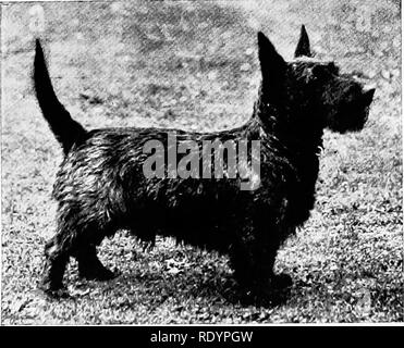 . Le nouveau livre du chien ; une histoire naturelle de la les chiens et leurs parents à l'étranger, avec des chapitres sur le droit, la reproduction, l'élevage, de gestion et de traitement vétérinaire. Les chiens. Le SCOTTISH TERRIER. 383 c'est cette lettre de " Strathbologie's" qui a présenté comme une duplique les versets qui la tête de ce chapitre, pour la lettre " Strathbologie " se plaint que dans un article écrit quelque temps auparavant par le Dr Gordon d'équitation sur la race, le médecin, un homme- Sylvestre, a comparu à la classe Scottish Terriers avec " les ridicules des woolled Jouets de Brad- ford," un Banque D'Images