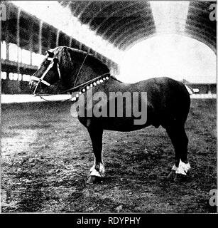 . Nos animaux domestiques, leurs habitudes, l'intelligence et l'utilité ; tr. de l'anglais du SMO. De Voogt, par Katharine P. Wormeley ;. Animaux domestiques. Suffolk-Punch Mare " Reine de Di.amoxds » Photo J. T. Newman, Lierkhampstead poneys portent une ressemblance générale à ceux de la Norvège, l'Islande, et le Shetland et Orkney Islands. Ils sont pour la plupart ou la souris grise col- ored, avec des points noirs. Les plus petits se trouvent sur l'île de Oland, et sont appelés la morve. Une grosse tête avec des mâchoires, épaisse, dure, manteaux et manes et tails caractérisent presque tous ces poneys du nord. Dans le s Banque D'Images