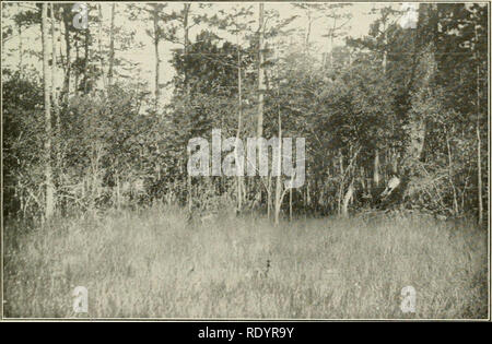 . Botanique économique de l'Alabama. La botanique, économique ; les forêts et la foresterie. 41. 42. Veuillez noter que ces images sont extraites de la page numérisée des images qui peuvent avoir été retouchées numériquement pour plus de lisibilité - coloration et l'aspect de ces illustrations ne peut pas parfaitement ressembler à l'œuvre originale.. Harper, Roland McMillan, 1878-1966. L'université, Ala. Banque D'Images