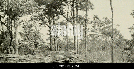 . Botanique économique de l'Alabama. La botanique, économique ; les forêts et la foresterie. 29. Veuillez noter que ces images sont extraites de la page numérisée des images qui peuvent avoir été retouchées numériquement pour plus de lisibilité - coloration et l'aspect de ces illustrations ne peut pas parfaitement ressembler à l'œuvre originale.. Harper, Roland McMillan, 1878-1966. L'université, Ala. Banque D'Images