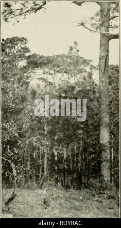 . Botanique économique de l'Alabama. La botanique, économique ; les forêts et la foresterie. 28. 29. Veuillez noter que ces images sont extraites de la page numérisée des images qui peuvent avoir été retouchées numériquement pour plus de lisibilité - coloration et l'aspect de ces illustrations ne peut pas parfaitement ressembler à l'œuvre originale.. Harper, Roland McMillan, 1878-1966. L'université, Ala. Banque D'Images