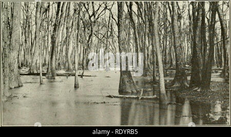 . Botanique économique de l'Alabama. La botanique, économique ; les forêts et la foresterie. . Veuillez noter que ces images sont extraites de la page numérisée des images qui peuvent avoir été retouchées numériquement pour plus de lisibilité - coloration et l'aspect de ces illustrations ne peut pas parfaitement ressembler à l'œuvre originale.. Harper, Roland McMillan, 1878-1966. L'université, Ala. Banque D'Images