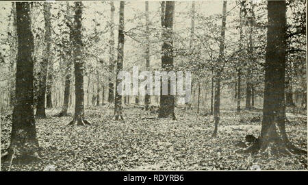 . Botanique économique de l'Alabama. La botanique, économique ; les forêts et la foresterie. . Veuillez noter que ces images sont extraites de la page numérisée des images qui peuvent avoir été retouchées numériquement pour plus de lisibilité - coloration et l'aspect de ces illustrations ne peut pas parfaitement ressembler à l'œuvre originale.. Harper, Roland McMillan, 1878-1966. L'université, Ala. Banque D'Images