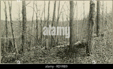 . Botanique économique de l'Alabama. La botanique, économique ; les forêts et la foresterie. . Veuillez noter que ces images sont extraites de la page numérisée des images qui peuvent avoir été retouchées numériquement pour plus de lisibilité - coloration et l'aspect de ces illustrations ne peut pas parfaitement ressembler à l'œuvre originale.. Harper, Roland McMillan, 1878-1966. L'université, Ala. Banque D'Images