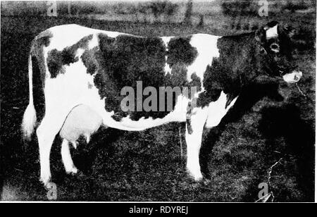 . La race de Guernesey. Guernesey bovins. 268 La Guernesey Race, sont Treleven, de Fond du Lac, Wisconsin, récemment re- fused 500 $ pour cinq élèves de génisses tous sous l'âge de 10 mois. La meilleure preuve de la capacité de production de la vache, c'est que Guernesey qualité fourni par la Wisconsin Dairy Cow la concurrence. Bien que ces documents ont été publiés dans le bulletin de la station expérimentale du Wisconsin et dans le. E année Beautjâa Guernesey. Notice annuelle, 466.."S livres de beurre. Journal officiel des éleveurs de Guernesey, toujours le lecteur peut ne pas les avoir dans une forme commode pour référence. Les résultats bof Banque D'Images