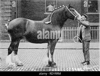 . Élevage de chevaux productifs. Les chevaux, les chevaux. 200 LES PRINCIPES DE L'élevage n'ont pas de chair superflue, mais est elle-même suffisamment bien nourrie d'assurer suffisamment de nutriments pour le développement parfait du poulain. Les conditions idéales pour la jument poulinière, à savoir ceux dans lesquels l'équilibre entre l'exercice et d'alimentation est plus facilement maintenu et l'avance de la meilleure sorte, garantis sont ceux- surroimd mares au pâturage. L'air frais et du soleil, sans exposition,. Fig. 124.-Une poulinière d'une valeur éprouvée, striée profonde et spacieuse, avec chaque indication de la capacité et de la vigueur. La liberté d'aller de l'abo Banque D'Images