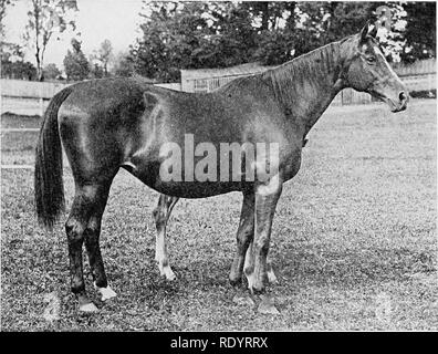 . Élevage de chevaux productifs. Les chevaux, les chevaux. L'ÉLEVAGE DE CHEVAUX 199 et du cou, et une apparence matronly tlirougiiout (Fig. 123). Afin de soutenir la croissance du fœtus, eh bien, elle shouhl être striée profonde et spacieux, et un peu plus ouvertement, avec plus de longueur, qu'il n'est souhaitable dans l'étalon. Elle doit pos- session chaque indication de la capacité et de la vigueur (Fig. 124). Les soins et la gestion de la jument poulinière.-l'alimentation, le travail, et les soins, à et après la mise bas, sont de plus imjjortance au con-. FlG. 123.-Un producteur-doux, raffiné et féminin. nexion Avith la mare. L'alimentation et l'exercice, tog Banque D'Images