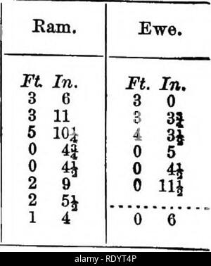 . Rapport spécial sur l'histoire et l'état actuel de l'industrie du mouton de l'United States . Les ovins ; 1892. 14 L'industrie ovine DU UNITED STATES sont blancs ; le reste de l'organisme eur le cou sont d'un jaune pâle ou brun bois sombre. Une plus grande et plus brillante brown l'emporte sur la partie avant des jambes. La queue est brun foncé, et d'une étroite ligne brune, l'extension de sa base, divise la fesse, et s'unit à la couleur brune de l'arrière. Les couleurs se trouvent dans les extrémités des cheveux, et, comme ces sont frottées pendant le cours de l'hiver, la couleur devient plus pâle. Le vieux béliers sont presque Banque D'Images