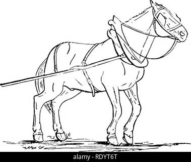 . Élevage de chevaux productifs. Les chevaux, les chevaux. STRUCTURE ET FONCTION de la stabilité de l'équilibre est en proportion directe de la taille et surtout la largeur de la base de soutien. C'est la mesure du pouvoir. La puissance et la vitesse ne sont pas corrélés mais oppo- site extrêmes. L'instabilité de l'équilibre est la mesure de la vitesse. Dans l'ordre, par conséquent, que le cheval peut prendre des progrès en succession rapide, la base d'appui doivent être ainsi réduits, comme pour jDermit du prêt le déplacement du centre de gravité. Il peut alors facilement suivre la direction de chaque foulée à tour de rôle. Augmentation de la rapidité de la s Banque D'Images