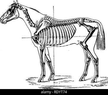 . Élevage de chevaux productifs. Les chevaux, les chevaux. 6 STRUCTURE ET FONCTION flexion et l'extension de la locomotion qui est accompli ; l'ensemble de la procédure étant sous le contrôle du système nerveux. Action musculaire.-Dans l'accomplissement de la locomotion, le rôle joué par les muscles est fondamental. La principale caractéristique des tissus musculaires est sa contractilité. La contraction se fait sur réception d'un stimulus par l'intermédiaire du fonds, qui ter- minates entre les deux extrémités du muscle. Une extrémité de. Fig. 4.-Situation du centre de gravité dans le cheval. le muscle a une insertion fixe ; th Banque D'Images