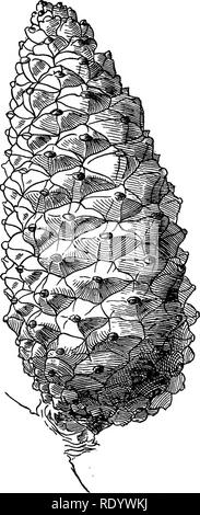 . Le détournement d'un naturaliste . L'histoire naturelle. Les arbres de Noël 323.- déplacement et casser le haut, et est planté à cet effet le long de la côte des Landes et dans d'autres parties du monde. Une meilleure- connu sous le pin, qui, comme ceux déjà mentionnés, a ses aiguilles en paires, est la pierre pin (Pinus pinea), appelé par les Français de pin parasol et par les Italiens Pino une pinocchi. Ce bel arbre (généralement plus grand que l'Europe) a été largement planté en Italie en raison de son pic- turesque s'affichent. C'est l'arbre qu'on voit si souvent dans les paysages de Turner. Les aiguilles ar Banque D'Images