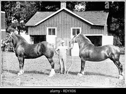 . Les races de Live-stock : par Live-stock eleveurs . Le bétail. Etalon Percheron'.. M. belge^res.. Veuillez noter que ces images sont extraites de la page numérisée des images qui peuvent avoir été retouchées numériquement pour plus de lisibilité - coloration et l'aspect de ces illustrations ne peut pas parfaitement ressembler à l'œuvre originale.. Gay, Carl Warren, 1877-. New York : Macmillan Co. Banque D'Images