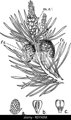 . Le détournement d'un naturaliste . L'histoire naturelle. Les arbres de Noël 305. Fig. 31.-Une branche fertile de la région d'Écossais, Pinus sylvestris, montrant les petits cônes mâles, m.c, et l'ensemble des cônes femelles,^^., aussi le feuillage aiguilles regroupées par paires. Tirées des deux tiers la grandeur nature, linéaire. Les chiffres les plus faibles concernent le cône mâle, une maturité, un cône mâle, légèrement agrandie ; b, face intérieure de l'une des écailles du cône mâle, montrant le pollen-couplé à la production ou à l'étamine-comme des patches - beaucoup amplifiés ; c, face extérieure de la même échelle.. Veuillez noter que ces images sont extraites de la page numérisée im Banque D'Images