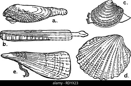 . Le détournement d'un naturaliste . L'histoire naturelle. 144 détournements d'un naturaliste si " coquillages " sont souvent nombreuses sur certaines parties du littoral, certaines plages (comme, par exemple, à Falmouth, à l'embouchure de l'éden de Saint Andrews et à Herm dans les îles de la Manche) étant placé en ce qui concerne les courants et les vagues de la mer que de grandes quantités de coquilles de dizaines d'espèces sont lancés, et même. Fig. 19.-certains mollusques bivalves marins britanniques. un, le plus petit, Fholas Pre Piddock parva, les alésages dans la craie, l'argile, et le hard rock. Taille naturelle. b, le rasoir-shell, Solen siliqua. L'um Banque D'Images