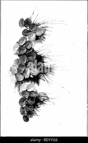 . L'aquarium d'eau douce et de ses habitants ; un guide pour l'aquariophile amateur. Les aquariums. 9'3 Aquarium d'eau douce. d. Veuillez noter que ces images sont extraites de la page numérisée des images qui peuvent avoir été retouchées numériquement pour plus de lisibilité - coloration et l'aspect de ces illustrations ne peut pas parfaitement ressembler à l'œuvre originale.. Eggeling, Otto, 1848- ; Ehrenberg, Frederick, 1849- coauteur. New York, H. Holt and Company Banque D'Images