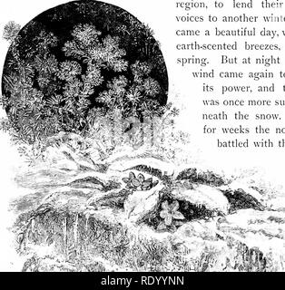 . Journées pastorales ; ou, Souvenirs d'un an de la Nouvelle Angleterre. L'histoire naturelle. L'hiver. 153. région, à prêter leur voix enjouée à l'autre l'hiver. Puis ce fut une belle journée, avec une légère brise au parfum de la terre,, comme de très printemps. Mais la nuit, le vent du nord est venu à nouveau pour réaffirmer son pouvoir, et la terre a été une fois de plus être- neath la neige. Et ainsi pendant des semaines, le vent du nord se sont affrontés avec le soleil,. Veuillez noter que ces images sont extraites de la page numérisée des images qui peuvent avoir été retouchées numériquement pour plus de lisibilité - coloration et l'aspect de ces illustrations ne peut pas parfaitement ressembler à l'ori Banque D'Images