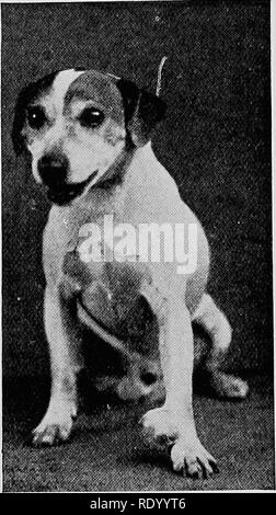 . Maladies chirurgicales du chien et chat, avec des chapitres sur l'anesthésie et d'obstétrique (deuxième édition de 'chirurgie Canine et féline'). Chiens ; chats. 356 tumeurs chirurgie canine et féline. Les tumeurs sont parfois rencontré entre les griffes, le fibrome est la variété la plus commune. Tumeurs les plus fréquentes des membres sont les fibromes, lipome, et de sarcomes. Leur traitement a déjà été décrite (p. 66).. Fig. 236.-Une nouvelle croissance inflammatoire sur le carpe. Inflammatopy nouvelles croissances sont également rencontré, étant en- distingue de tissu tumoral, sauf par examen microscopique. Blessures. Woun Banque D'Images