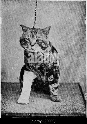 . Maladies chirurgicales du chien et chat, avec des chapitres sur l'anesthésie et d'obstétrique (deuxième édition de 'chirurgie Canine et féline'). Chiens ; chats. Les MEMBRES ET LA QUEUE 337 ou d'un museau fil/ le patient étant nourri artificiellement bj- la bouche ou le rectum sur aliments liquides. Les fractures de la queue sont traités de la même manière que ceux des membres, les os d'être remplacé en poste, et notamment en prenant soin que le bandage n'est pas mise sur trop serré. Les fractures dans la région de l'épaule, du bassin, et de la hanche,. Fig. 217.-Cat avec Fracture du radius bandées en plâtre de Paris. quand trop haut pour ban Banque D'Images