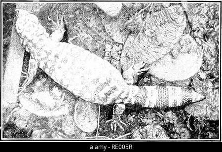 . Essentials de biologie a présenté des problèmes. La biologie. {Cistudo tortue boîte Carolina). À partir de photo- graphique prêté par le Musée Américain d'Histoire Naturelle. Quelques tortues différentes. - Tortues aquatiques sont pour la plupart dans l'habitude. Certaines exceptions sont la tortue boîte (Cistudo Caro- lina) et la tortue géante des îles Galapagos. Beaucoup de l'eau de mer tiu'tles sont de grande taille, la tortue luth et la tortue verte souvent pesant six cents à sept cents livres chacun. La chair de la tortue verte et surtout le diamant-baok terrapin, un animal trouvé dans les marais le long de nos southeaster Banque D'Images