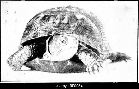 . Essentials de biologie a présenté des problèmes. La biologie. 294 LES ANIMAUX VERTÉBRÉS. {Cistudo tortue boîte Carolina). À partir de photo- graphique prêté par le Musée Américain d'Histoire Naturelle. Quelques tortues différentes. - Tortues aquatiques sont pour la plupart dans l'habitude. Certaines exceptions sont la tortue boîte (Cistudo Caro- lina) et la tortue géante des îles Galapagos. Beaucoup de l'eau de mer tiu'tles sont de grande taille, la tortue luth et la tortue verte souvent pesant six cents à sept cents livres chacun. La chair de la tortue verte et surtout le diamant-baok terrapin, un animal trouvé dans la m Banque D'Images