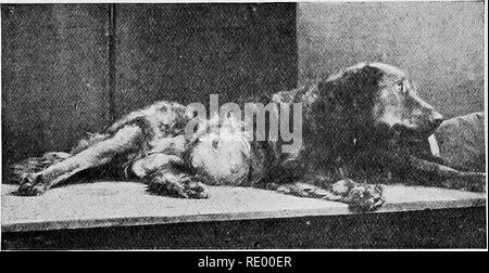 . Maladies chirurgicales du chien et chat, avec des chapitres sur l'anesthésie et d'obstétrique (deuxième édition de 'chirurgie Canine et féline'). Chiens ; chats. j64 ET CANINE CHIRURGIE féline du ca}» (environ 105°) est également utilisé pour l'application, en raison de son effet réparatrice. Avant de remplir les points de suture, d'un grand tube en caoutchouc-drainage est laissé en position entre les deux derniers, l'ensemble étant recouvert d'un tampon antiseptique et pansements. Tout dans cette collecte pus tube doit être carefull)- aspirée à l'aide d'une seringue deux ou trois fois par jour. Ce tube est retiré dès que la collection de pus h Banque D'Images
