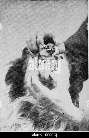 . Maladies chirurgicales du chien et chat, avec des chapitres sur l'anesthésie et d'obstétrique (deuxième édition de 'chirurgie Canine et féline'). Chiens ; chats. Fig. 109.-Un fichier .A.ged Schipperke Dog Fig. no-Un Collie dont la perte à l'ensemble de fausses dents ui in situ. d'incisives a été remplacé de façon satisfaisante avec l'or par American Bridge. travail. Veuillez noter que ces images sont extraites de la page numérisée des images qui peuvent avoir été retouchées numériquement pour plus de lisibilité - coloration et l'aspect de ces illustrations ne peut pas parfaitement ressembler à l'œuvre originale.. Hobday, Frederick Thomas George, Sir, 1870-1939. Chica Banque D'Images