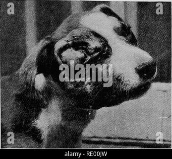 . Maladies chirurgicales du chien et chat, avec des chapitres sur l'anesthésie et d'obstétrique (deuxième édition de 'chirurgie Canine et féline'). Chiens ; chats. L'ŒIL ET LES PAUPIÈRES 121 tumeurs. Probabl)' tumeurs les plus fréquentes de la cavité orbitaire sont papillomavirus, sarcome, et le carcinome. Chacun de la dernière. Fig. passer.-photo d'un carcinome de l'orbite d'un chien.^. Veuillez noter que ces images sont extraites de la page numérisée des images qui peuvent avoir été retouchées numériquement pour plus de lisibilité - coloration et l'aspect de ces illustrations ne peut pas parfaitement ressembler à l'œuvre originale.. Hobday, Frederick Thomas Geor Banque D'Images
