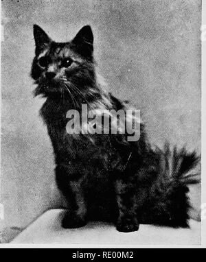 . Maladies chirurgicales du chien et chat, avec des chapitres sur l'anesthésie et d'obstétrique (deuxième édition de 'chirurgie Canine et féline'). Chiens ; chats. 112 CHIRURGIE canine et féline partie postérieure est exposé. Dans de tels cas, solution de cocaïne (5 à 10  %.) Les réponses varient également. Après avoir appliqué l'anesthésique, l'e}'eball lui-même et ses environs sont incinéré ^vec certains non-irritant antiseptique. L'onl}- en- instruments absolument nécessaire' sont une amende d'un scalpel (ou une paire de ciseaux courbes à pointes émoussées) et forceps, avec un crochet. Fig. 81.-Un chat équipé d'un oeil de verre (de gauche Banque D'Images