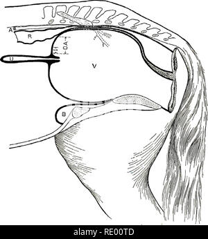 . Les opérations chirurgicales et obstétricales . Chirurgie vétérinaire. . Veuillez noter que ces images sont extraites de la page numérisée des images qui peuvent avoir été retouchées numériquement pour plus de lisibilité - coloration et l'aspect de ces illustrations ne peut pas parfaitement ressembler à l'œuvre originale.. Williams, Walter Long, 1856-1945 ; Pfeiffer, Wilhelm. Ithaca, N. Y. : W. L. Williams Banque D'Images