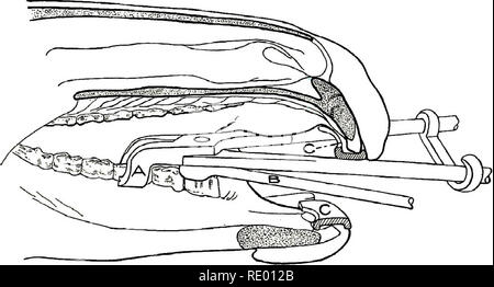 . Les opérations chirurgicales et obstétricales . Chirurgie vétérinaire. . Veuillez noter que ces images sont extraites de la page numérisée des images qui peuvent avoir été retouchées numériquement pour plus de lisibilité - coloration et l'aspect de ces illustrations ne peut pas parfaitement ressembler à l'œuvre originale.. Williams, Walter Long, 1856-1945 ; Pfeiffer, Wilhelm. Ithaca, N. Y. : W. L. Williams Banque D'Images