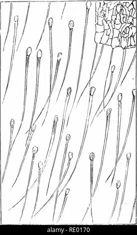 . Accueil de la nature. L'histoire naturelle. 194 ACCUEIL DE LA NATURE. surface intérieure du capot. La douceur particulière ne s'étend pas sur les couleurs vives, et ici une mouche peut facilement à pied. Sous le microscope, les deux couleurs sur l'intérieur. FIG. 20.-ABSOIIBING OK POILS TROUVÉS GLANDES DANS LA MOITIÉ INFÉRIEURE DU TUBE. surface de la feuille présente une différence marquée ; la partie inférieure du tube semble être un vrai estomac. Les poils longs (Fig. 20), toutes orientées vers le bas, sont dispersés sur la surface d'une bonne épaisseur. Si une feuille a pris aucune proie,. Veuillez noter que ces images sont extraites de la page numérisée imag Banque D'Images