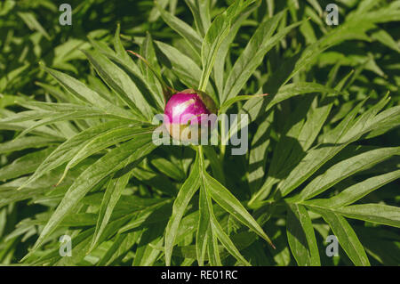 Vue rapprochée de la pivoine magenta avec de beaux bourgeons vert feuilles autour de Banque D'Images