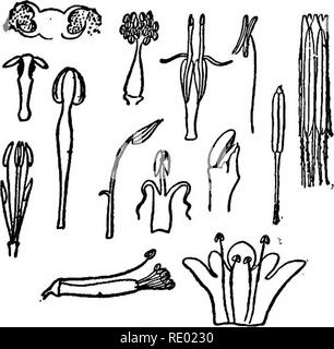 . Champ, forêt et ferme ; les choses intéressantes pour les jeunes amoureux de la nature, y compris certaines questions du moment pour les jardiniers et les cultivateurs de fruits. Histoire naturelle ; l'Agriculture. Vail 151 pollen est le fruit, avec ses graines contiennent toutes prêtes à germer. "Laissez-nous citer quelques-unes des nombreuses expériences que prouver l'absolue nécessité de pollen. '' La plupart des fleurs ont à la fois des étamines et pistils ; mais il y a des plantes qui ont leurs étamines et pistils dans des fleurs. Parfois, les fleurs avec la sta- mens et seulement ceux avec seulement des pistils se trouvent sur la même plante ; parfois, ils sont trouvés sur s Banque D'Images