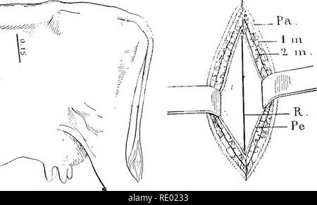 . Les maladies du bétail, moutons, chèvres et porcs. Médecine vétérinaire. liAsrUo CillV'J', 739 d'une façon générale, toutefois, la ponction du rumen chez les bovins et les ovins est rarement suivie d'une quelconque complication. Gastrotomie. Gastrotomie est effectuée pour le soulagement de l'impaction de la panse et d'enlever les corps étrangers, tels que des draps, des clous, des morceaux de cuir, etc., qui ont été avalés. Un trait vertical ou légèrement oblique incision est pratiquée dans le flanc gauche. - TfiStfiiSAJS^t''-'-^^/ : f. La grippe. 302.-Gastrotomie. Pa, de la peau ; 1 h ! , 2r)i, couches musculaires ; PE, du péritoine ; B, rumen, montrant la ligne d'incision. extendi Banque D'Images