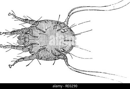 . Les maladies du bétail, moutons, chèvres et porcs. La médecine vétérinaire. CD. Veuillez noter que ces images sont extraites de la page numérisée des images qui peuvent avoir été retouchées numériquement pour plus de lisibilité - coloration et l'aspect de ces illustrations ne peut pas parfaitement ressembler à l'œuvre originale.. Moussu, Gustave, 1864- ; Dollar, Jno. A. W. (John A. W. ), coauteur. New York, W. R. Jenkins Banque D'Images