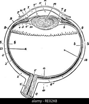 . La physiologie de l'animaux domestiques ; un texte-livre pour les étudiants vétérinaires et médicaux et les praticiens. La physiologie, l'étude comparative ; les animaux domestiques. 848 DE LA PHYSIOLOGIE DES ANIMAUX DOMESTIQUES. doit être perdu par l'absorption par le pigment, et, en conséquence, la netteté de l'image doit être sacrifié. Le champ de vision dans un œil sera, bien sûr, dépendre sur le segment de la sphère représentée par la cessation des cônes, puisque, bien que l'œil est convexe, aucun mouvement sur une orbite est possible. Donc, encore une fois, l'hébergement n'est pas nécessaire dans un tel œil, puisque tous les rayons de lumière app Banque D'Images