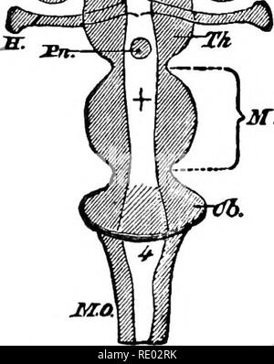 . La physiologie de l'animaux domestiques ; un texte-livre pour les étudiants vétérinaires et médicaux et les praticiens. La physiologie, l'étude comparative ; les animaux domestiques. Srd,. altitude (gyri) et les dépressions (sillons), convolutions et forme des fissures, afin de donner au cerveau son aspect caractéristique, le degré de com- plexité externe dans différentes classes d'animaux. En fait, le point fort en faveur de la grande importance de la cerveau, et surtout sa connexion avec les fonctions mentales, est vu dans la complexité progressive de sa surface en passant de la basse à l'un supérieur Banque D'Images