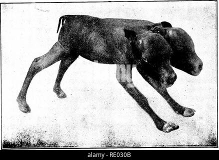 . Un manuel de pathologie vétérinaire, pour les étudiants et les praticiens. Pathologie vétérinaire. 108 GTÉV.RINAR PATHOLOGIE'.. Fig. 76.-Dicephalic mollet. ^^ ^^' r -^. Veuillez noter que ces images sont extraites de la page numérisée des images qui peuvent avoir été retouchées numériquement pour plus de lisibilité - coloration et l'aspect de ces illustrations ne peut pas parfaitement ressembler à l'œuvre originale.. Kinsley, Albert Thomas, 1877-. Chicago, A. Eger Banque D'Images