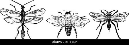 . L'étude de la nature et de l'agriculture. L'étude de la nature ; l'Agriculture. Les classes importantes d'INSECTES 209 de l'instinct, et sur ce compte qu'ils ont toujours été un sujet de prédilection pour l'observation et l'étude. Un bon exemple est l'abeille. Il vit en colonies, comme tant d'espèces de cette classe n', et montre une intelligence remarquable dans l'organisation de l'essaim et le pur- lieu de son industrie. Une étude des fonctions de l'. a. b. c. une fourmi, avec des ailes ; b, c, d'abeilles, guêpes reine, les travailleurs, et les bourdons est très intéressant, et nous regrettons que nous ne pouvons pas donner le temps d'ici. Les oeufs sont pondus par les Banque D'Images