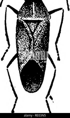 . L'étude de la nature et de l'agriculture. L'étude de la nature ; l'Agriculture. Les classes importantes d'INSECTES 203 Cette commande est l'usine hce. Ils ont une histoire de vie qui est tout à fait inhabituel. Au cours de l'été, ils sont nés vivants ( ^L comme les animaux supérieurs et de cette façon se multiplier avec une grande rapidité, mais à l'automne un peu d'œufs sont pondus qui sont conservés au cours de l'hiver et de ces l'été suivant sa récolte commence. Ils sont minuscules créatures qui vivent par sucer la sève des feuilles et tiges tendres, et ainsi ils réduire la vitalité des plantes et parfois les tuer. Ils sont généralement trouvés dans les troupeaux huddle Banque D'Images