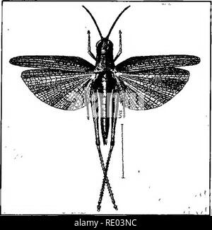 . L'étude de la nature et de l'agriculture. L'étude de la nature ; l'Agriculture. Chapitre XVII LES PLUS IMPORTANTES CLASSES D'INSECTES si nous voulons étudier les insectes, il est nécessaire de les organiser en groupes, car il serait tout à fait impossible de considérer séparément de plus qu'une très petite fraction des différentes espèces. La classification des insectes est principalement basée sur le nombre et la structure des ailes des adultes, bien que d'autres choses sont également pris en compte. La structure de la bouche, par exemple, est très important, car qui détermine les habitudes alimentaires de la créature. Lorsque la bouche se forment des pièces Banque D'Images