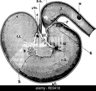. La physiologie de l'animaux domestiques ; un texte-livre pour les étudiants vétérinaires et médicaux et les praticiens. La physiologie, l'étude comparative ; les animaux domestiques. 336 DE LA PHYSIOLOGIE DES ANIMAUX DOMESTIQUES. a été remarqué pour le cheval. Dans ces conditions, il est un symptôme de la plus grande gravité, et dans la plupart des cas, il sera dû à la rupture partielle de la paroi de l'œsophage. Les ruminants, aussi, l'habitude de ne pas vomir, mais le faire à l'occasion. Lorsque la structure de l'estomac du ruminant est examinée, toutes les conditions ne semblent favoriser les vomissements. T Banque D'Images