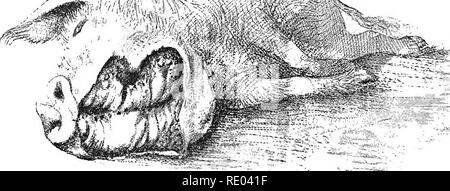 . Les maladies du bétail, moutons, chèvres et porcs. La médecine vétérinaire. La cachexie osseuse 10. Sécrétion de lait diminue ou cesse et l'avortement n'est pas un- commun. 3. La troisième phase est caractérisée par des fractures, et c'est cette pecuHarity de la maladie qui a acquis pour cela les noms de fragi- litas ossium, et osteoclastia. Ces fractures peuvent affecter n'importe quelle partie du squelette. La souffrance des animaux pour casser une jambe alors que parfois au trot ou simplement le bassin en sautant par dessus un fossé ; d'une collision avec un objet fixe comme le chambranle de la porte de l'écurie, ou une chute sur le sol, peut entraîner la fr Banque D'Images